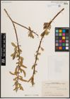 Foto von Salix excelsa S. G. Gmel.